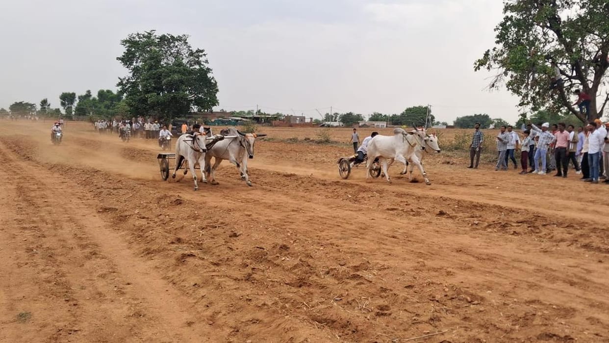 Jhansi: Horse and bullock cart race competition held in Simra village