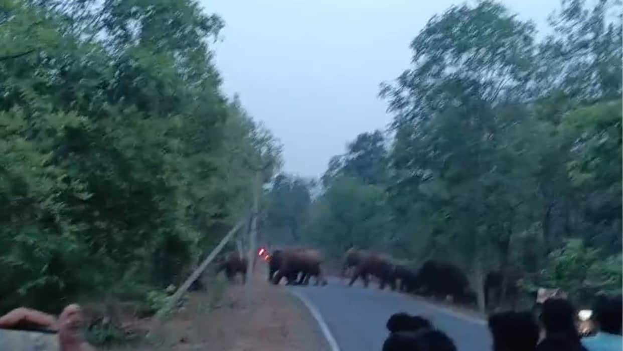 large herd of elephants was seen crossing road in Raigarh
