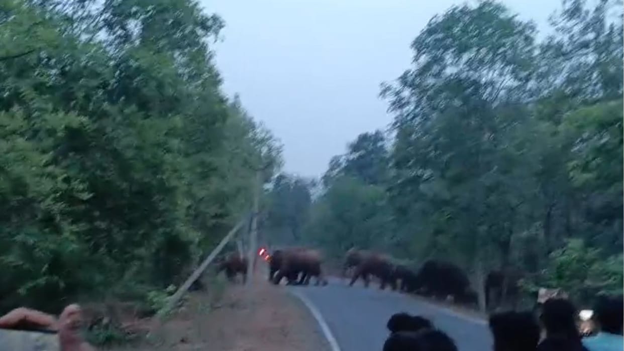 large herd of elephants was seen crossing road in Raigarh
