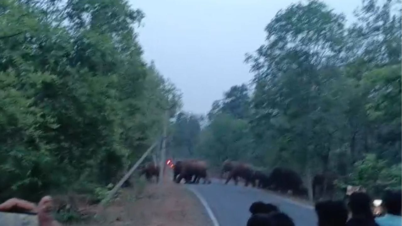 हाथियों का बड़ा दल