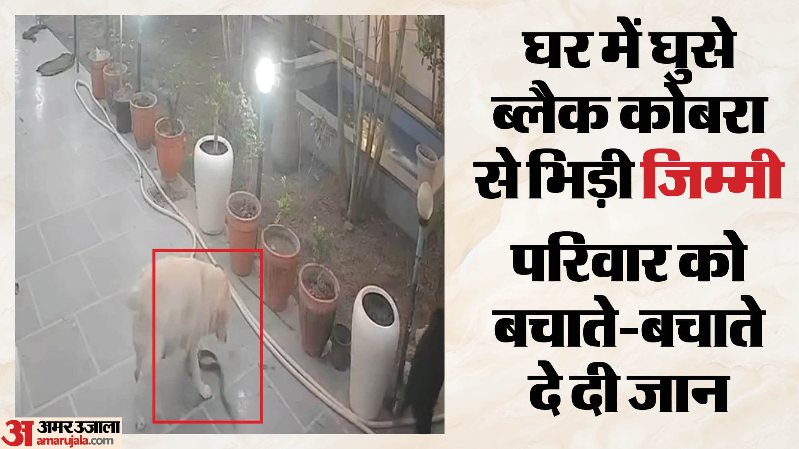 कोबरा से भिड़ी पालतू फीमेल लैब्राडोर