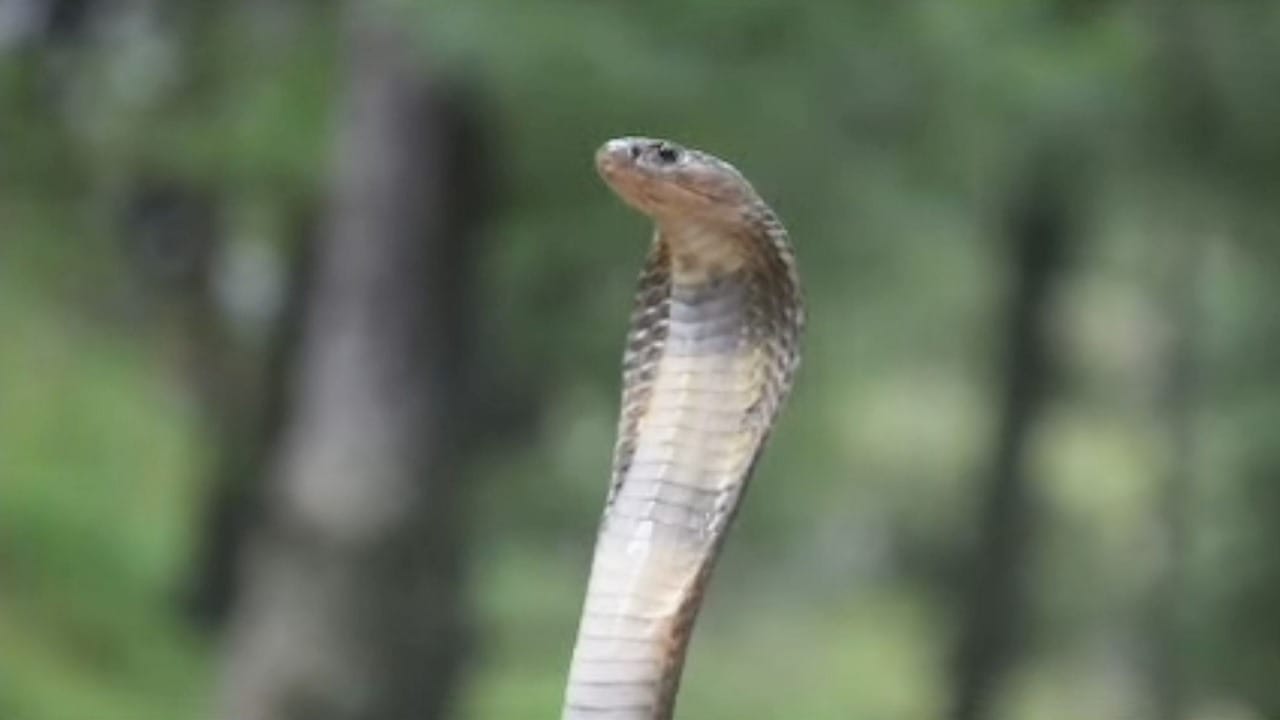 दुर्लभ कैस्पियन कोबरा।