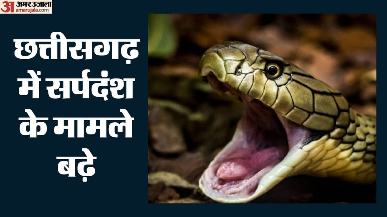 Snakebites wreak havoc in Surguja-Balrampur, three more dead, 6 people lost their lives in 3 days