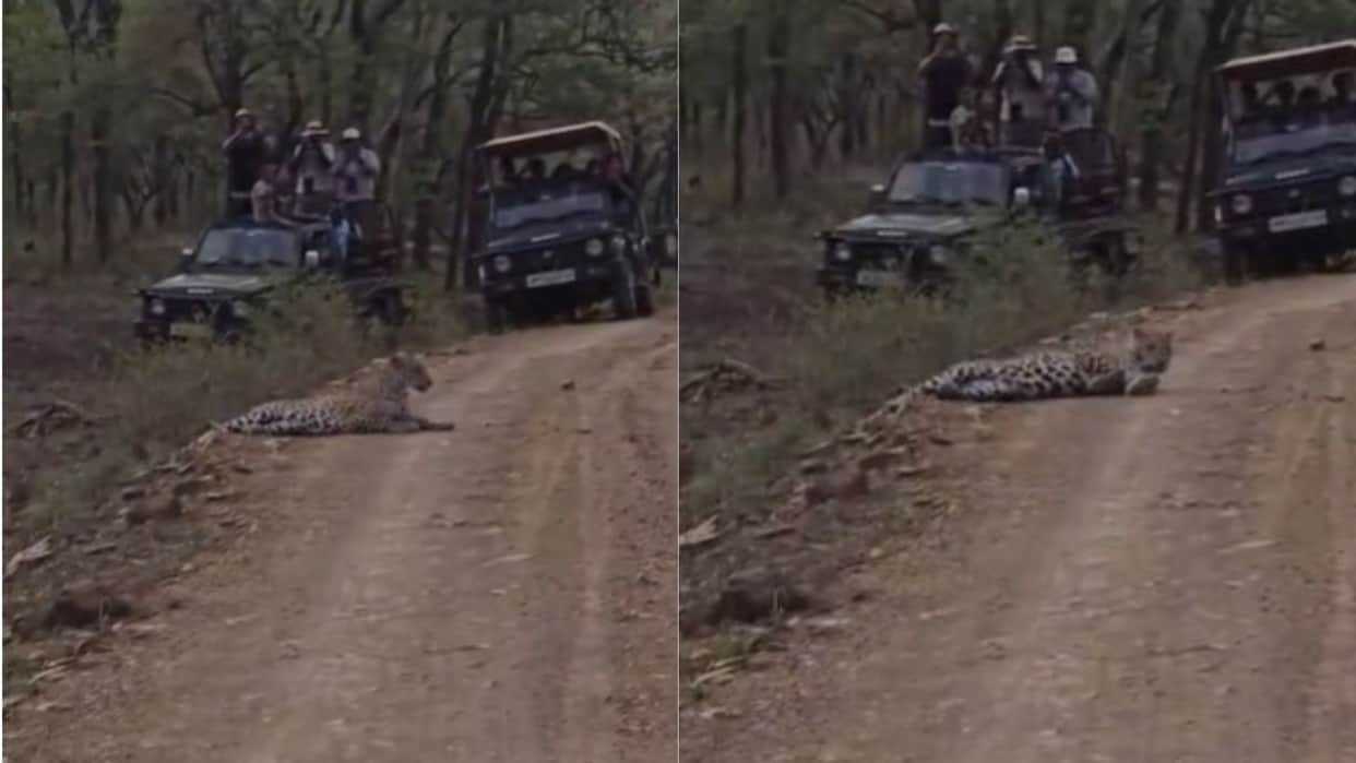 Leopard stretches nonchalantly in the middle of the road in Kuno; safari halted for nearly an hour.