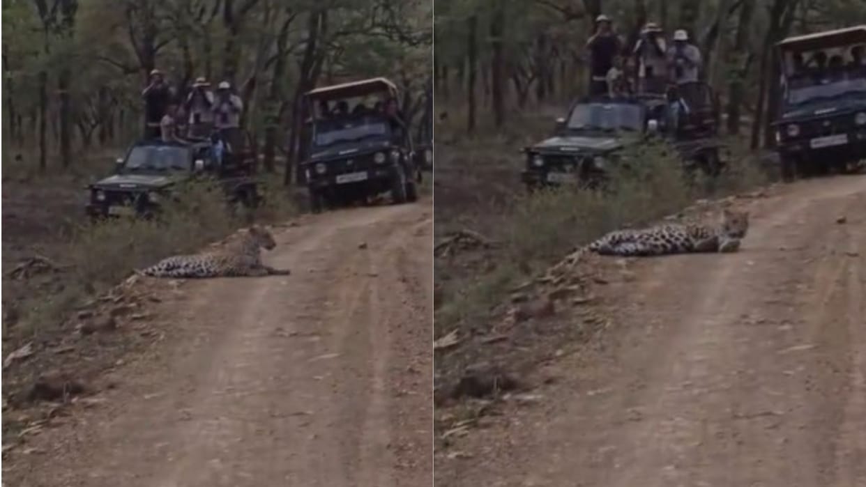Leopard stretches nonchalantly in the middle of the road in Kuno; safari halted for nearly an hour.