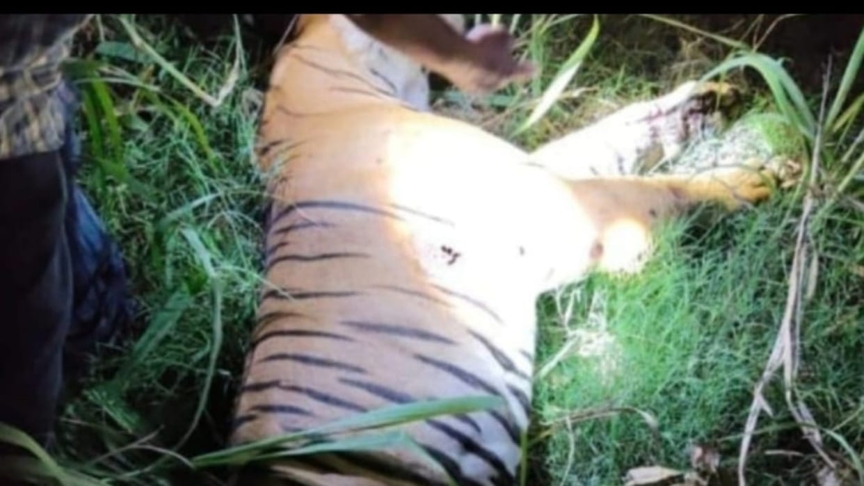 Tiger dies in Mohammadi Range in Lakhimpur kheri