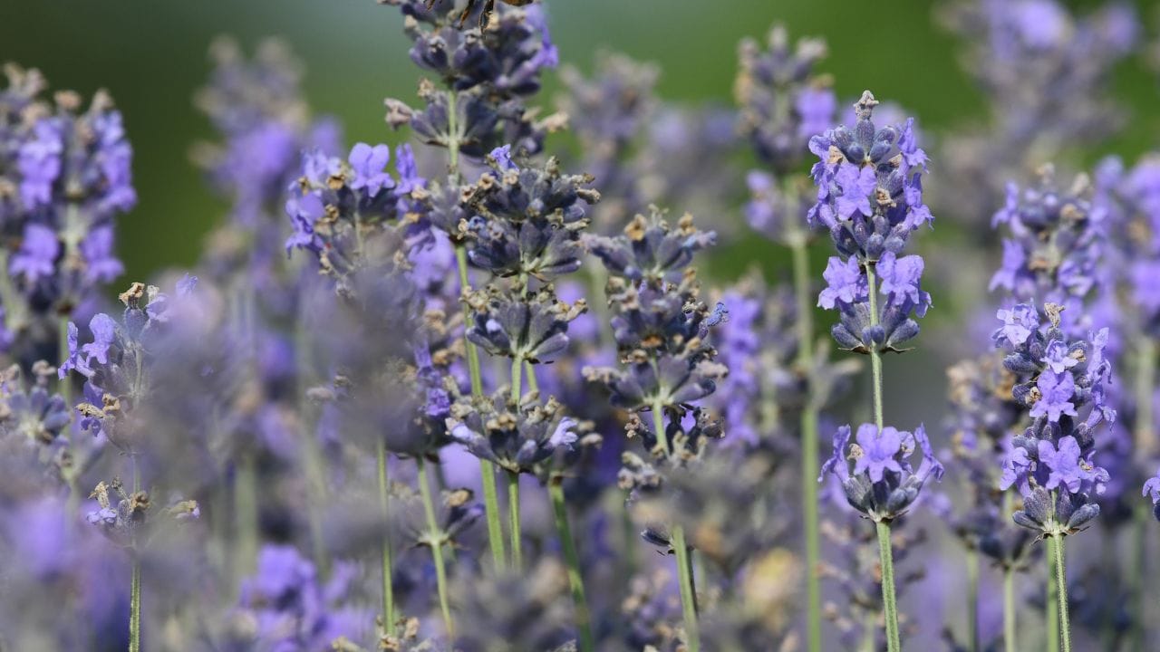 New nursery and processing unit turn uri into a lavender hub.