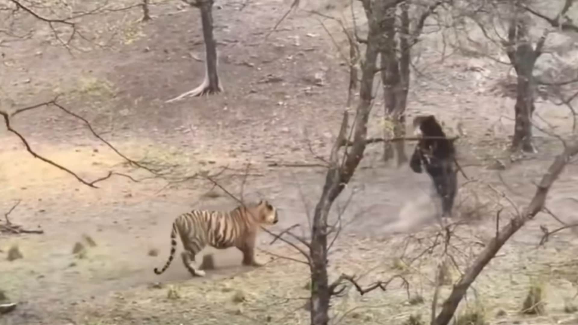 टाइगर ने शिकार के लिए भालू को दौड़ाया, तो तनकर खड़ा हो गया, फिर जो हुआ देखकर नहीं होगा यकीन