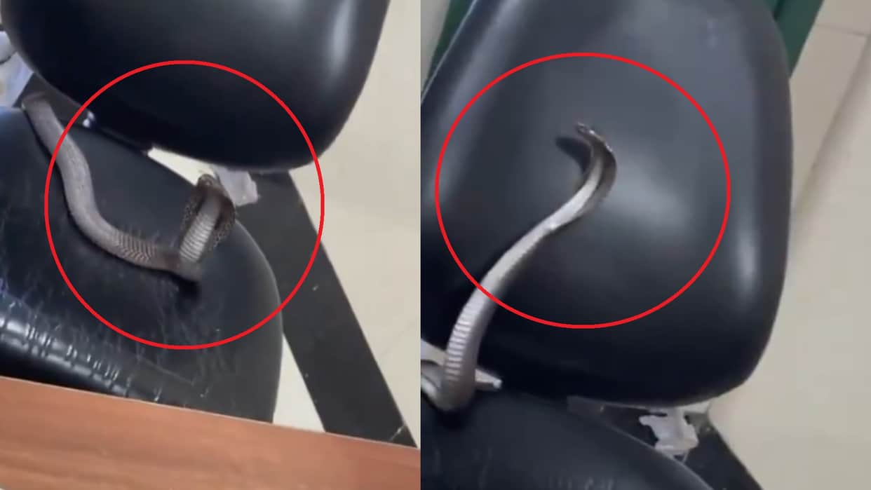 Saanp Ka Video snake on doctor chair monsoon snake news in hindi viral video
