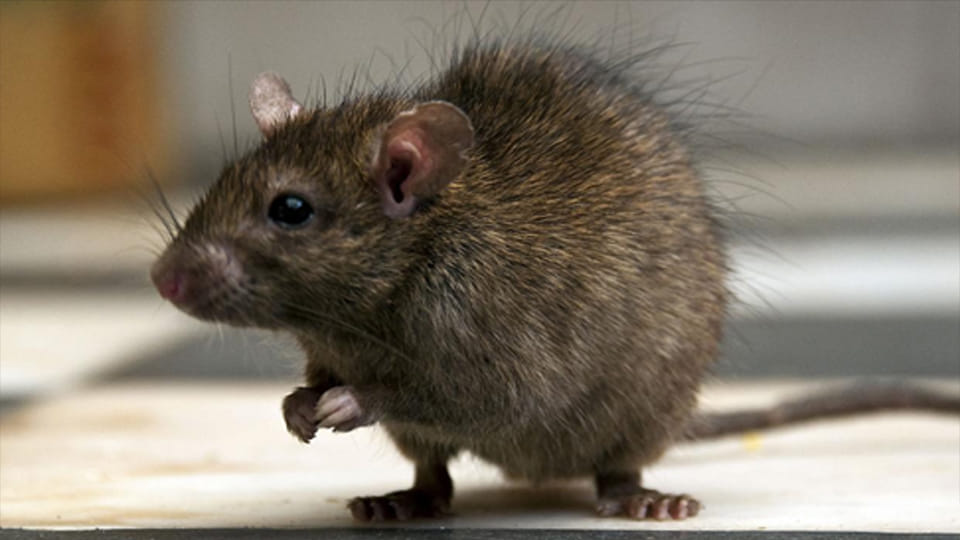 Kanpur: Rat gnaws wire, causing electric current to flow through the fridge; mother dies