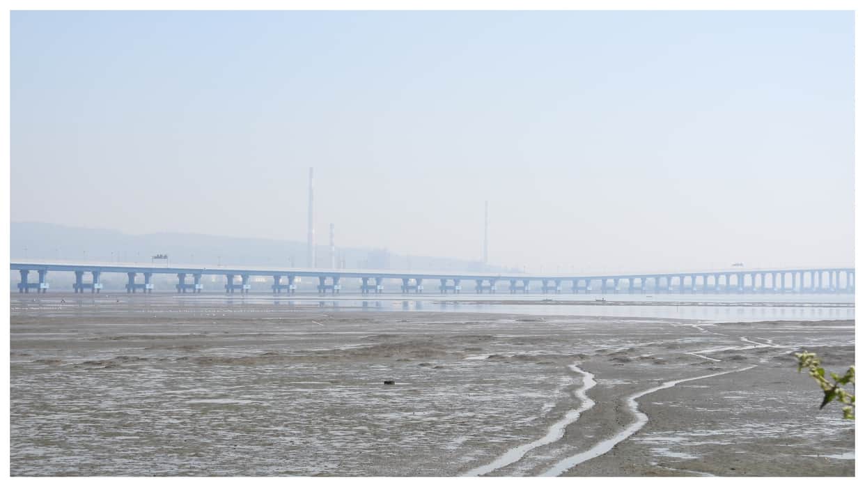 Sewri Mudflats Mumbai The Hidden Coastal Ecosystem Hosting Thousands of Flamingos