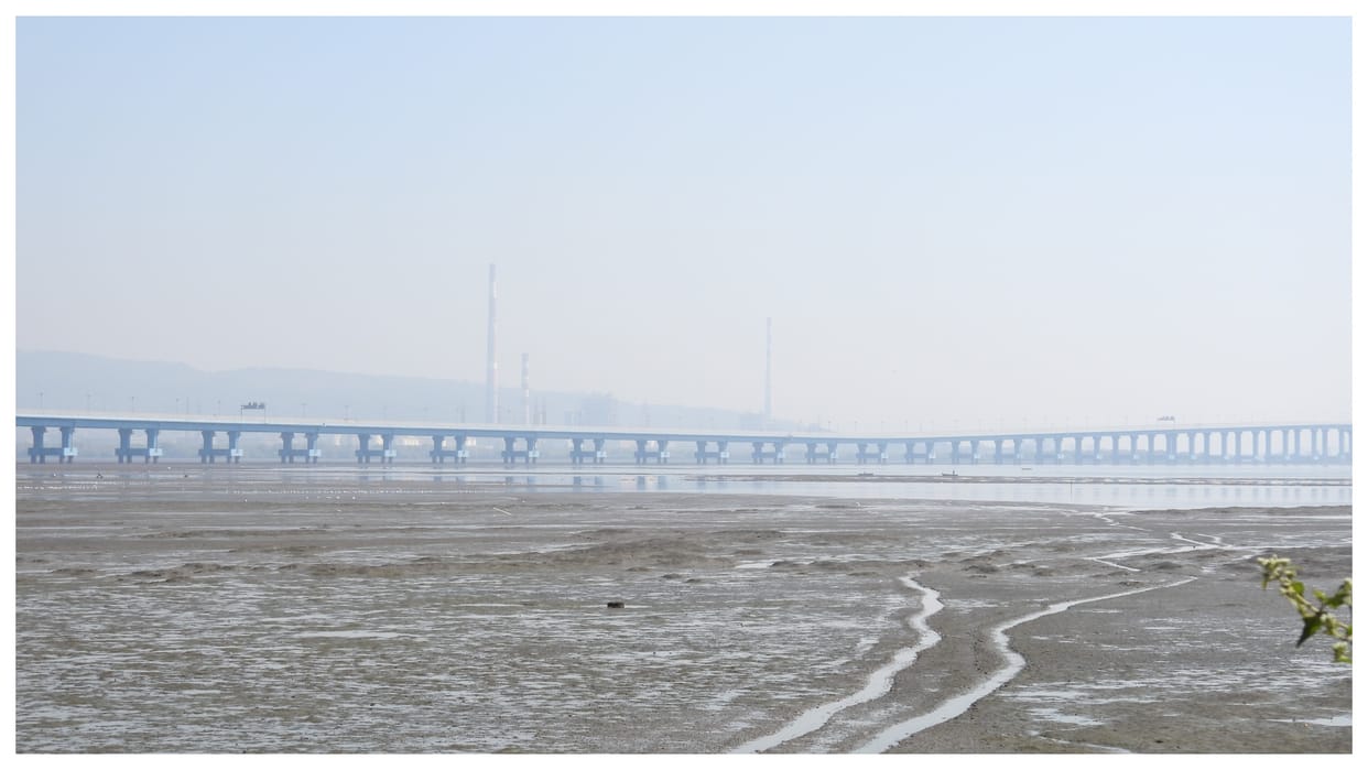 Sewri Mudflats Mumbai The Hidden Coastal Ecosystem Hosting Thousands of Flamingos