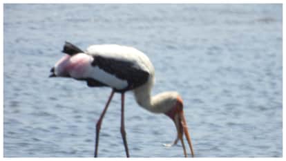 Sewri Mudflats Mumbai The Hidden Coastal Ecosystem Hosting Thousands of Flamingos
