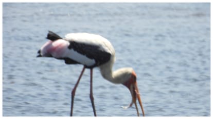 Sewri Mudflats Mumbai The Hidden Coastal Ecosystem Hosting Thousands of Flamingos