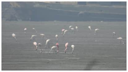 Sewri Mudflats Mumbai The Hidden Coastal Ecosystem Hosting Thousands of Flamingos