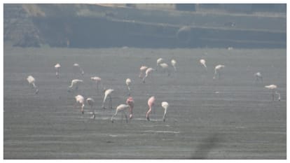 Sewri Mudflats Mumbai The Hidden Coastal Ecosystem Hosting Thousands of Flamingos