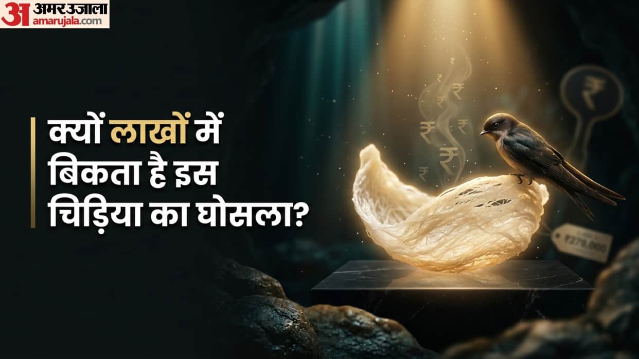 swiftlet bird saliva nest more expensive than gold sold in lakhs high price shocking
