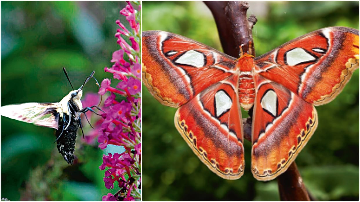 Secret of nature's unseen heroes; India is one of the world's richest countries in terms of moths