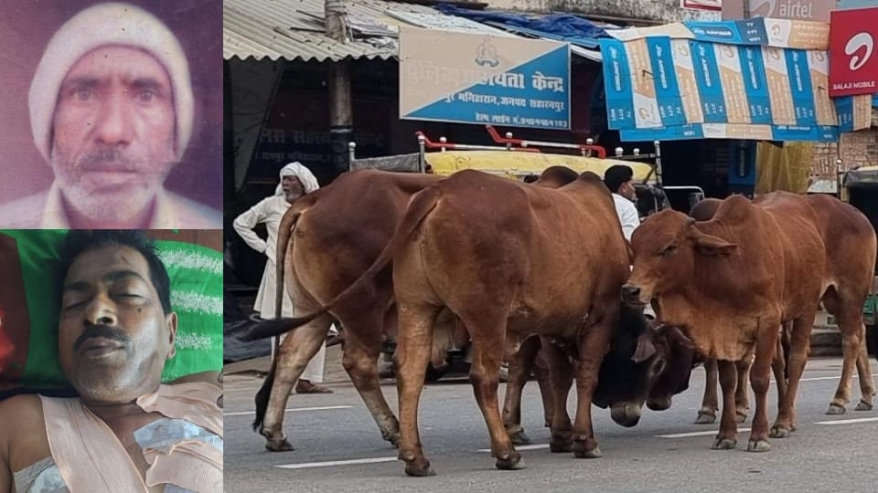 Saharanpur: Farmer killed in bull attack; orchard contractor in critical condition