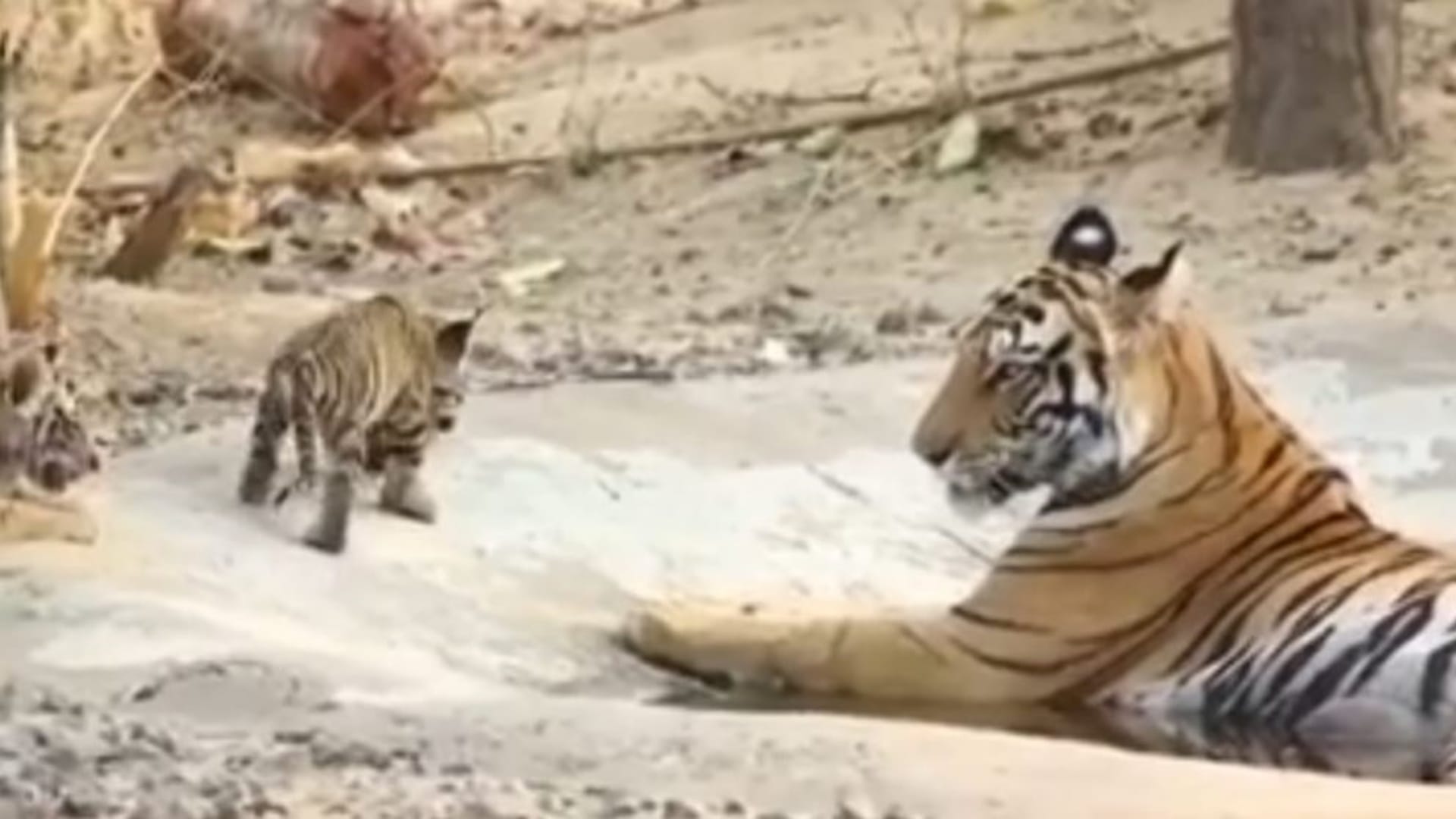 Mandla News: Kanha Tiger Reserve Closes Core Zone for Monsoon, Tourist Entry Banned Till Sept 30