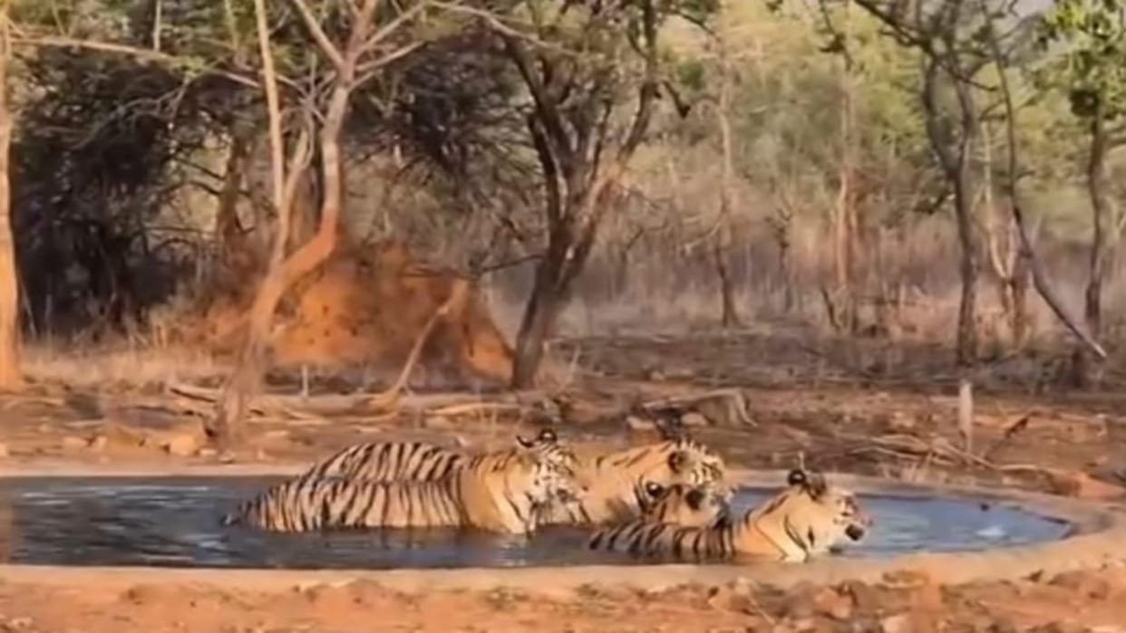 Mandla News: Kanha Tiger Reserve Closes Core Zone for Monsoon, Tourist Entry Banned Till Sept 30