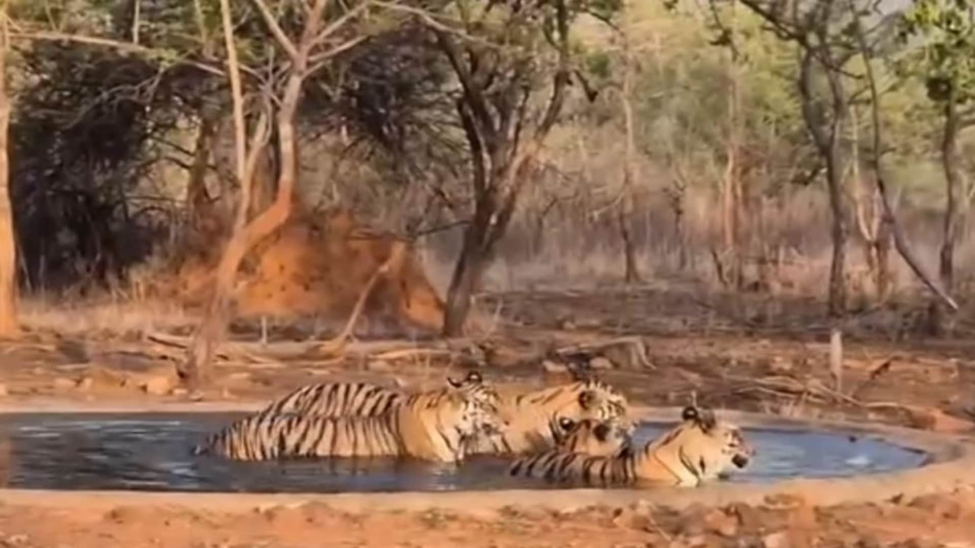कान्हा का कोर जोन तीन महीने के लिए बंद