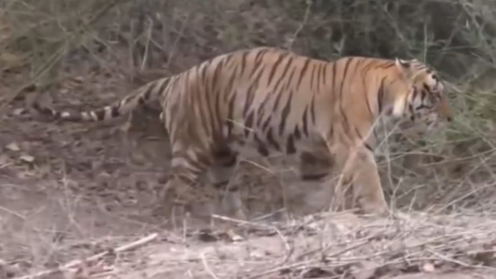 Mandla News: Kanha Tiger Reserve Closes Core Zone for Monsoon, Tourist Entry Banned Till Sept 30