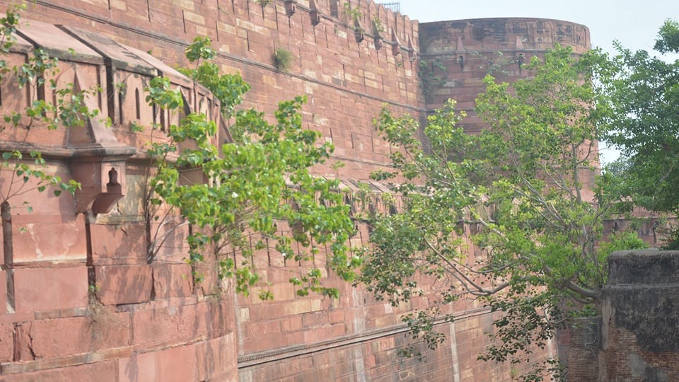 Growing Peepal and Banyan Trees Threaten Agra Fort's Historic Walls
