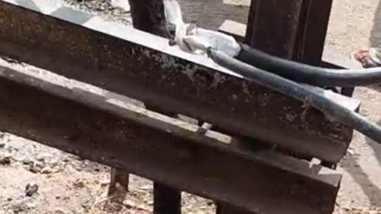 डीपी में उतरे करंट से बैल की मौत।