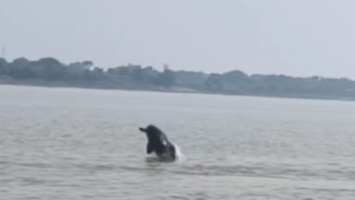 Kathy stretch of Ganga eco-friendly dolphins and tourists increasing in Varanasi