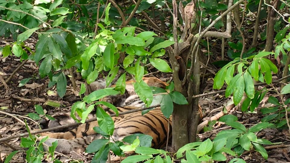 Rescue of injured tigress in kaladhungi