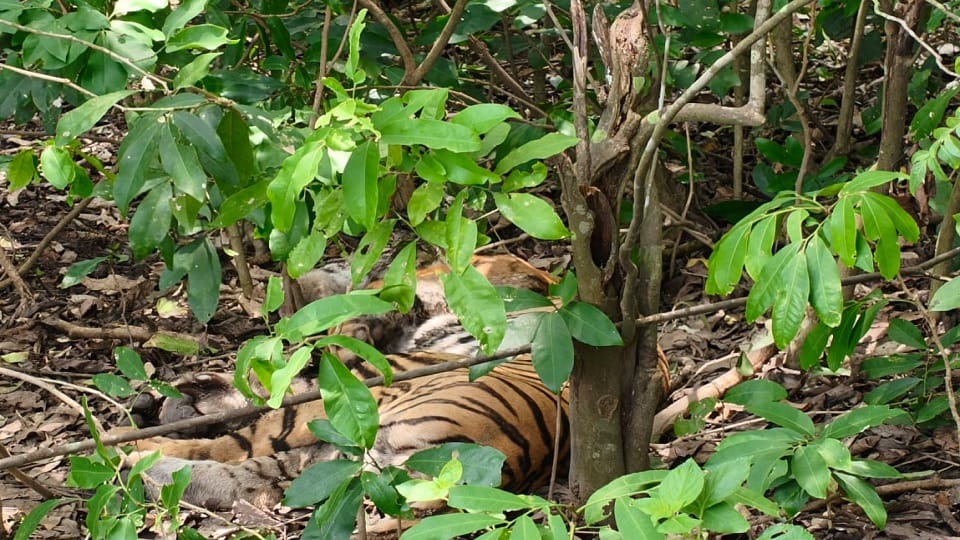 Rescue of injured tigress in kaladhungi