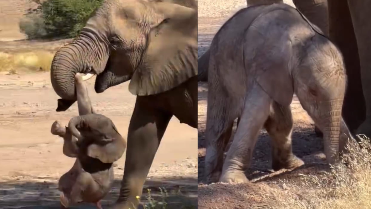Uganda Jungle Safari Elephant tucked her baby leg in its trunk heartwarming moment viral video