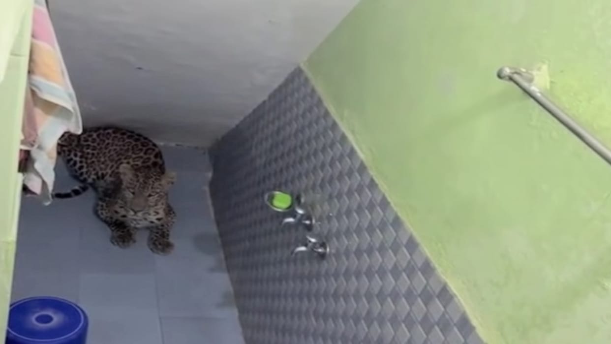 Leopard enters bathroom; woman shuts door from outside and latches it—video goes viral.