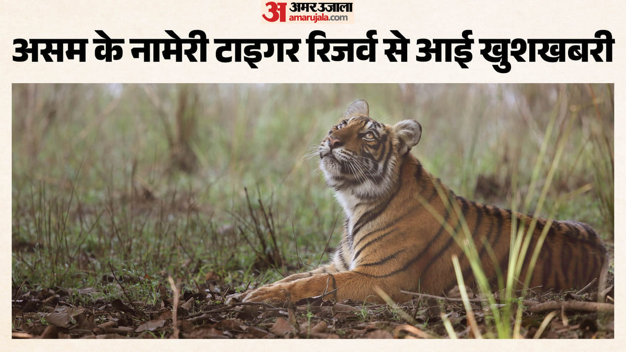 Tiger population quadruples in three years How did this miracle happen at Assam Nameri Tiger Reserve
