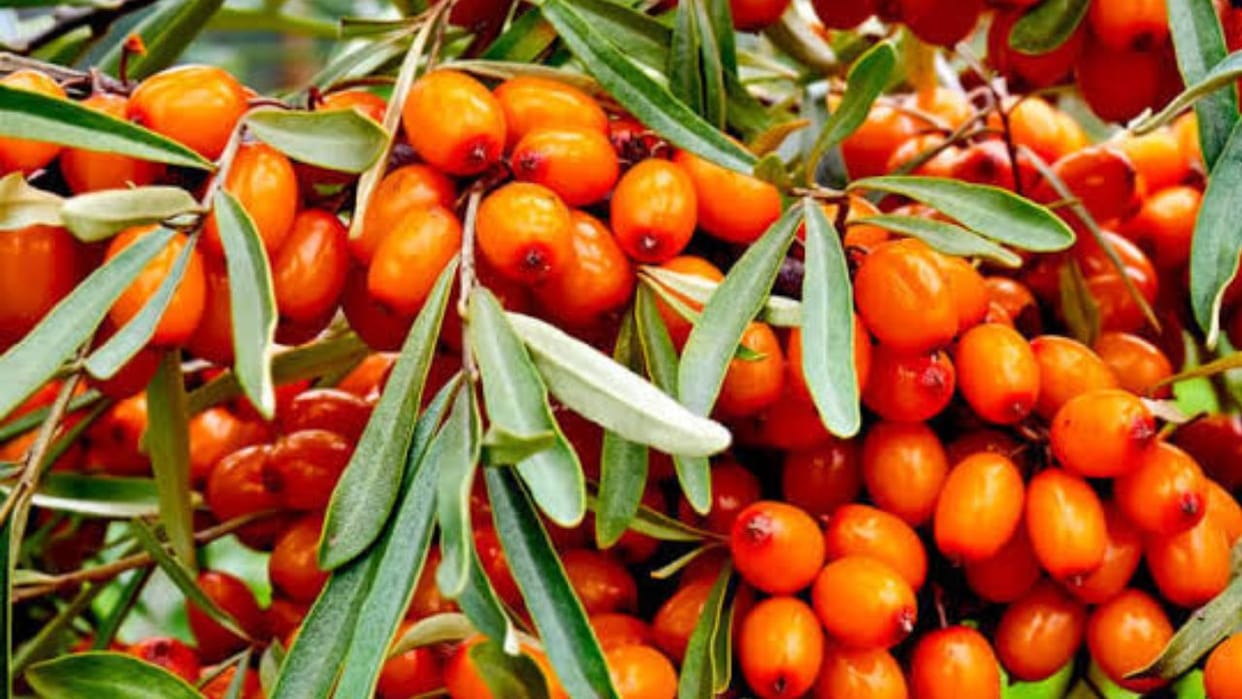lahaul sea buckthorn charma gets gi tag benefit to 2000 women
