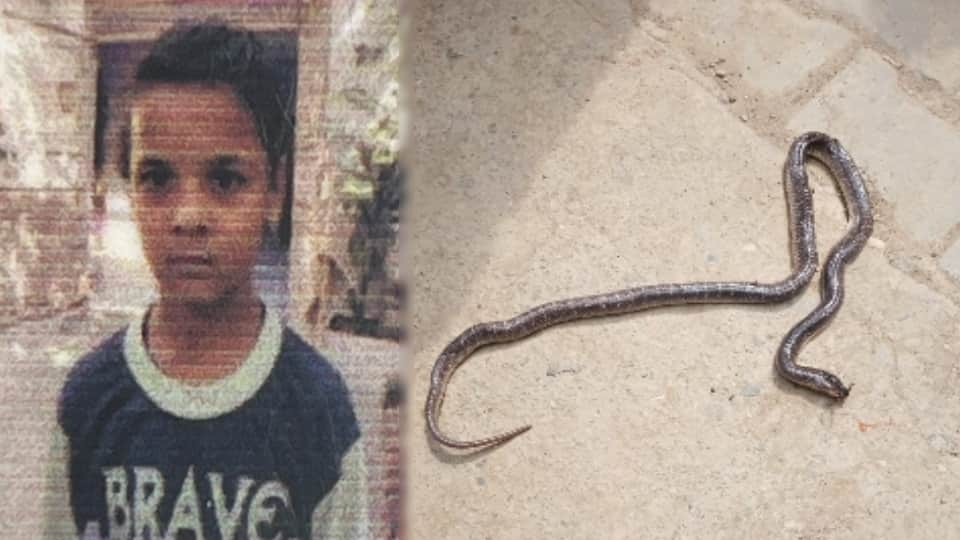 अयान का फाइल फोटो व सांप जिसको मारा था