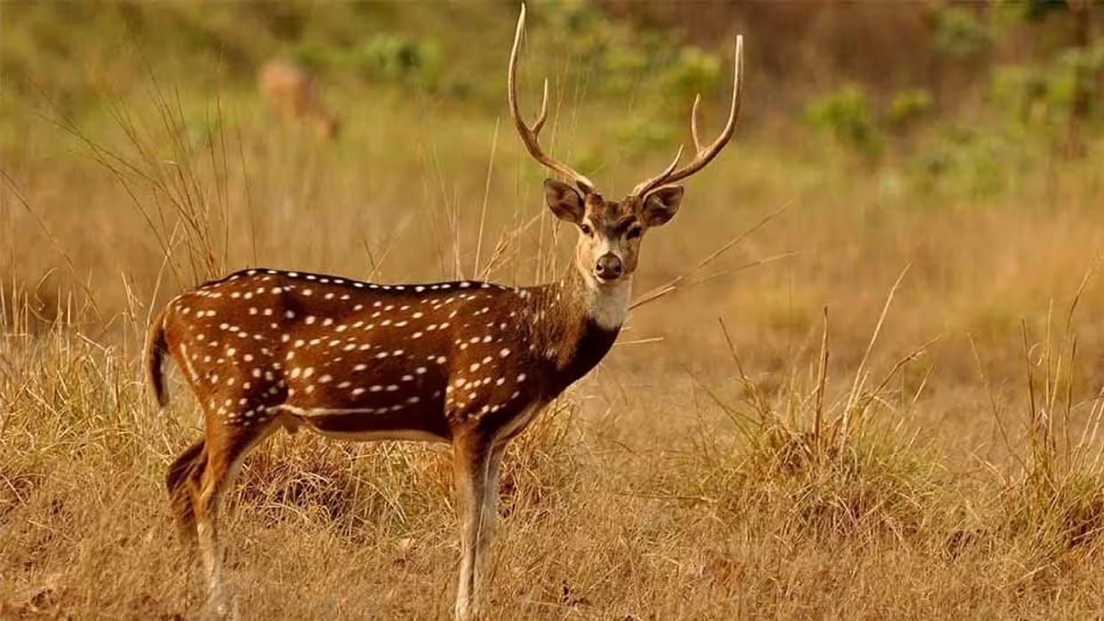 CG news; kawardha Forest Department Seven accused arrested for poaching a male chital