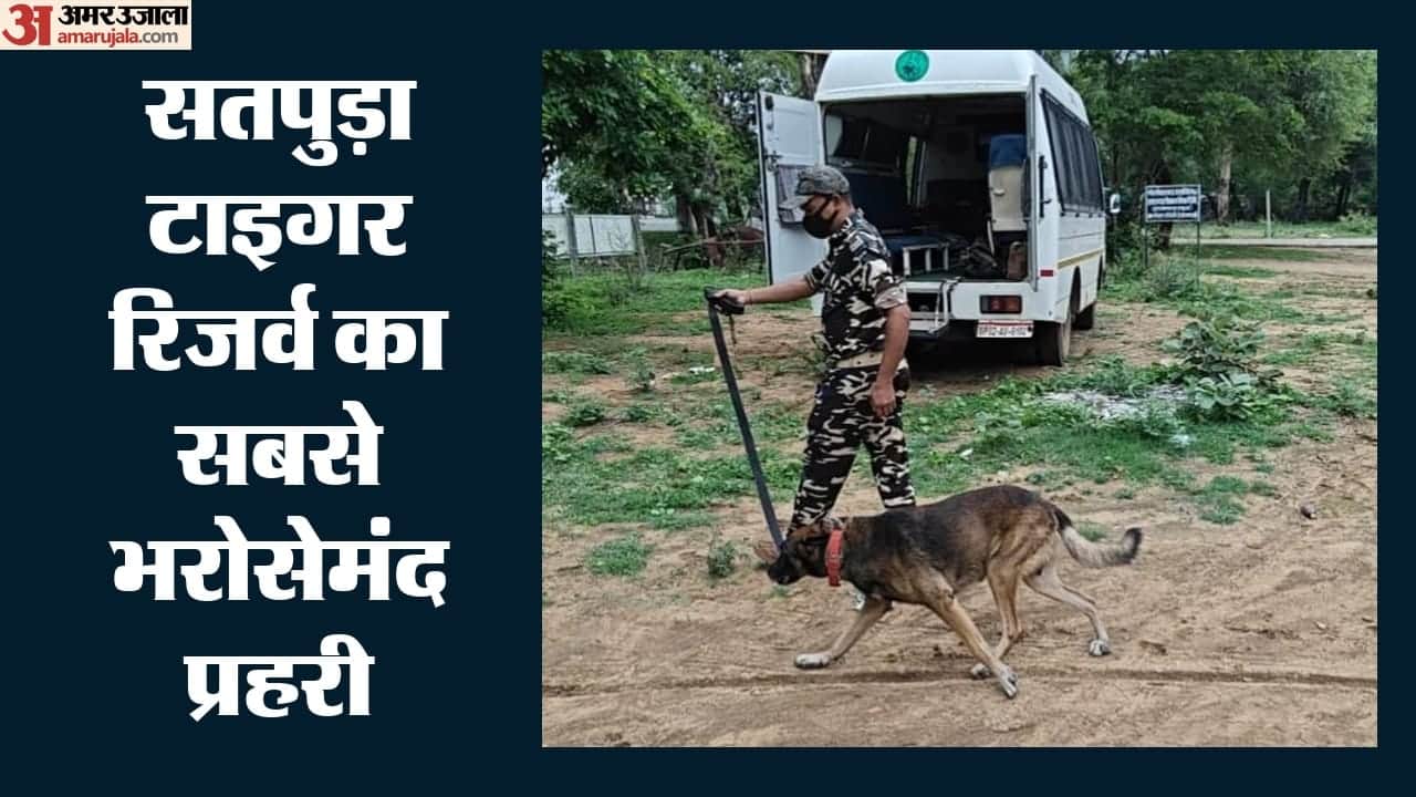डॉग अपोलो