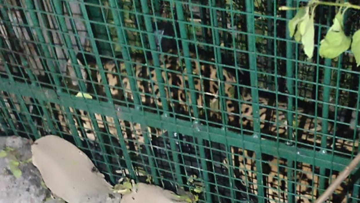 Leopard dies captive for 22 days dies inside the cage Kotdwar Uttarakhand news in hindi