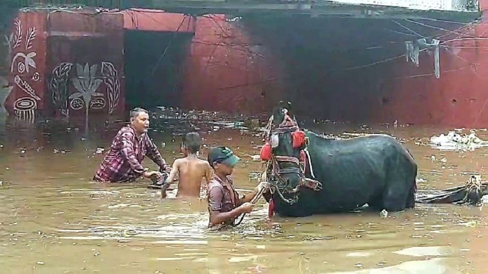 Half-Hour Rain Floods Mathura: Underpasses Submerged Commuters Risk Lives Crossing Railway Tracks