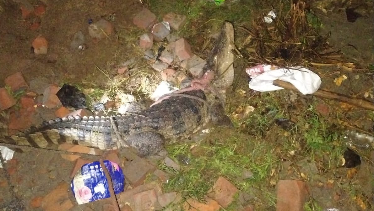 Orai Terror of crocodiles ferocious reptiles reached doorsteps of homes villagers captured one two escaped