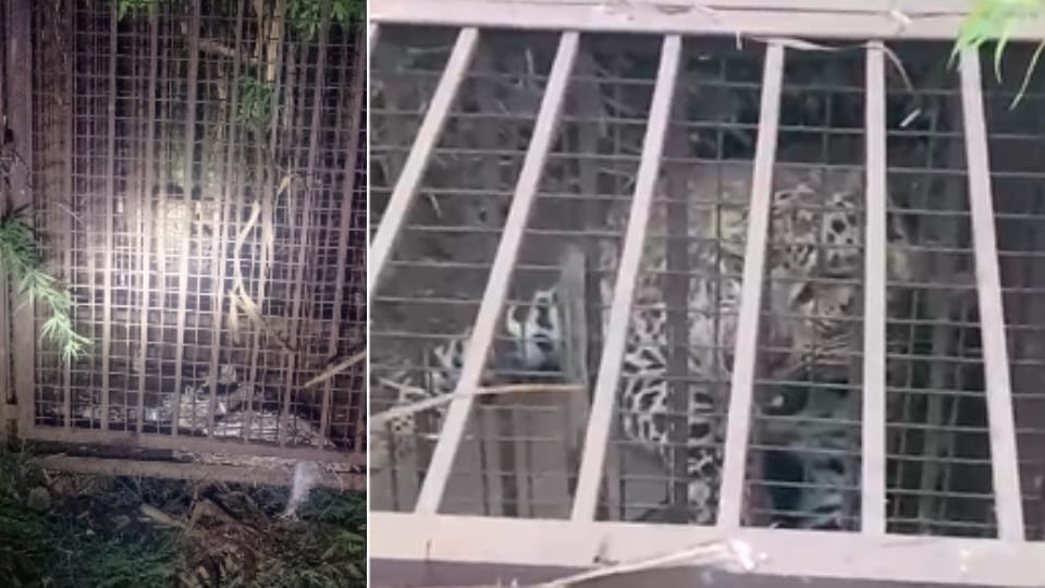 Leopard Trapped in Cage After Creating Panic in Bijnor Village, Shifted by Forest Department