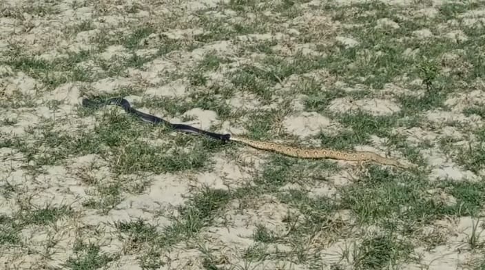 Kanpur Cobra and python clash in fields herders flee to safety experts advise caution during the rainy season