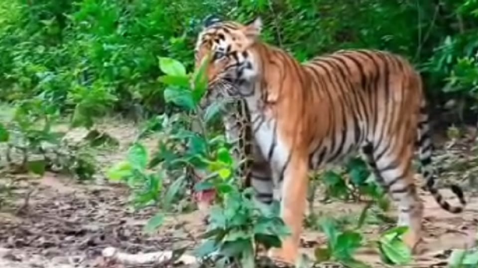 Bijnor: Tiger preys on python in Corbett Tiger Reserve; thrilling video goes viral