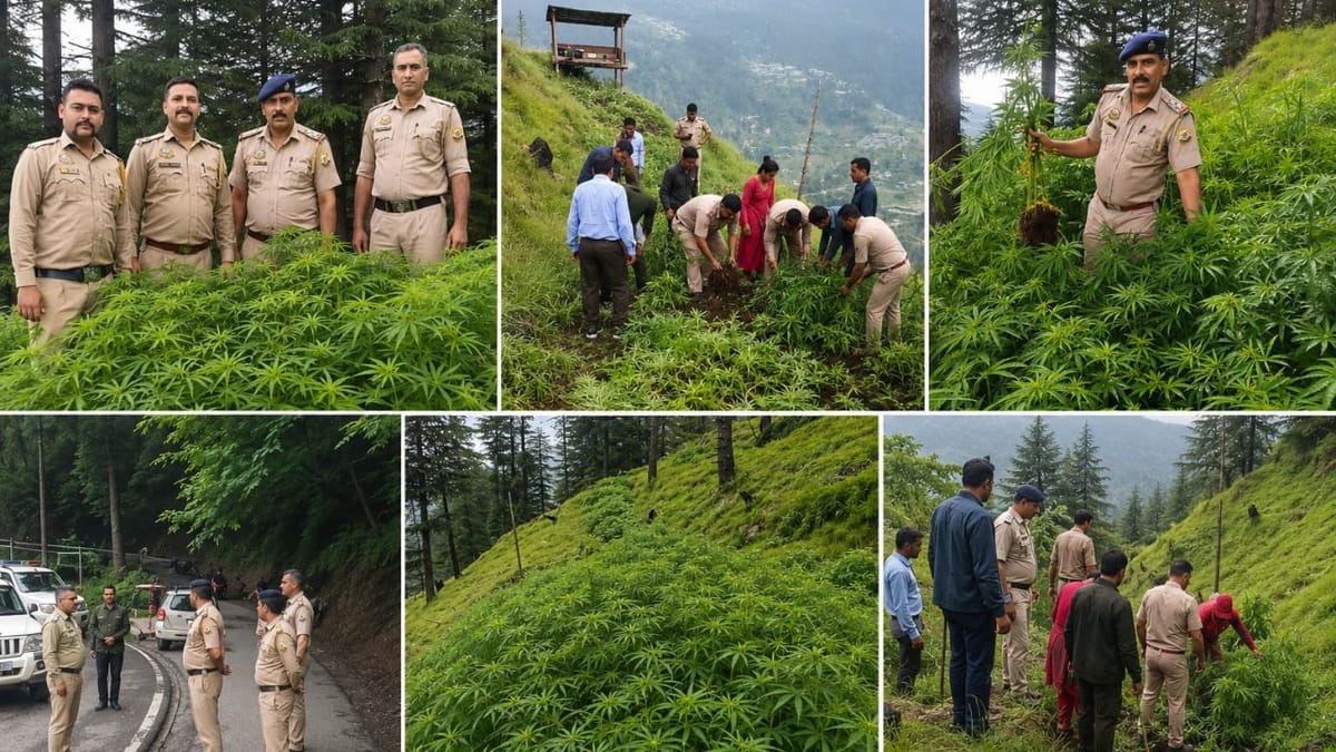 Himachal News: चौपाल के कोफरधार में 10 बीघा में अवैध भांग की खेती का खुलासा, 10 लाख पौधे नष्ट