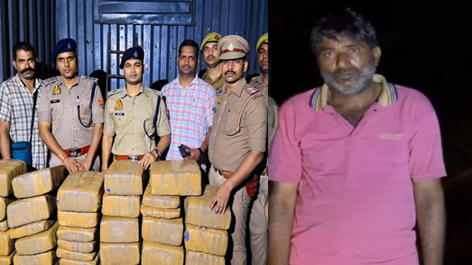 Kanpur: Smuggler arrested with cannabis worth ₹6 crore; 4.5 quintals concealed in a DCM truck