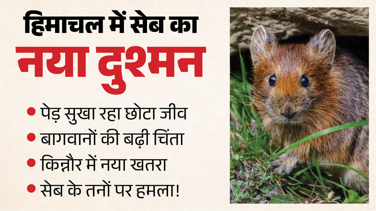 royal pika damaging apple trees kinnaur himachal hpu study