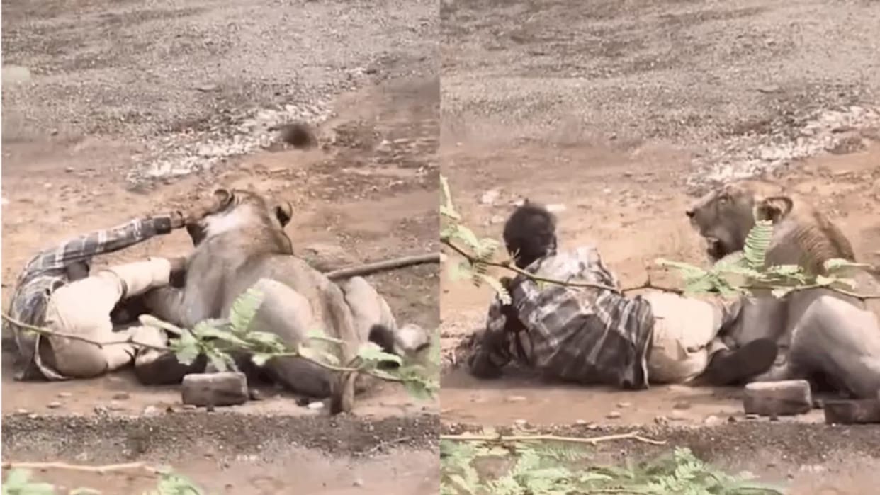Lion Attack Video ahmedabad gujarat lion attack on man saved by villagers video goes viral