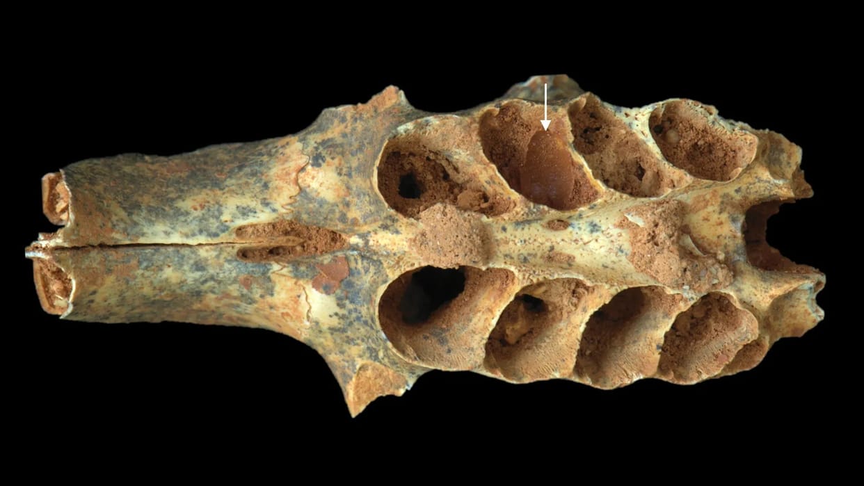Ancient bees turned tooth sockets into tiny nurseries 20,000 years ago
